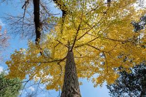 Low angle view Ginkgo Biloba yellow leaf tree with blue sky photo