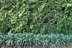 Green various plant in garden wall photo