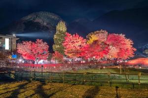 Red maple tree in autumn garden in festival photo