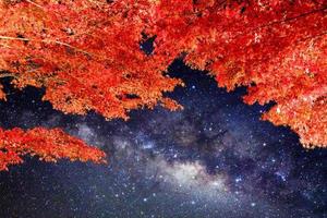 Arch orange maple tree with milky way shining photo