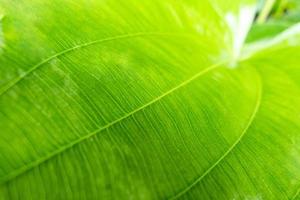 Close-up detail green leaf with sunlight photo