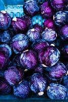 purple cabbage heads in pile photo