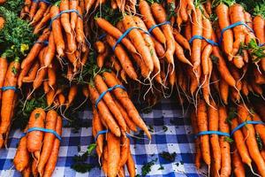 bundles of orange carrots with blue bands photo