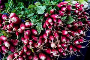 small red and white radishes with green leafy tops photo