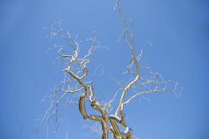 Silver metal tree sculpture in front of a blue sky photo