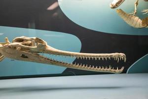 Alligator skeleton in front of a blue background at a museum photo