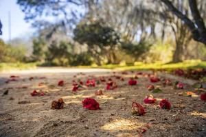 Colorful red leaf petals on a dirt path photo