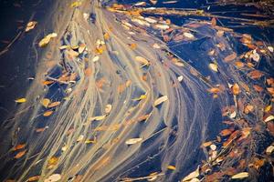 Interesting color pattern on top of water in a pond photo