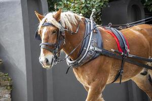 Closeup of a horse with a bridle photo