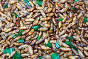 Fried insects close up photo