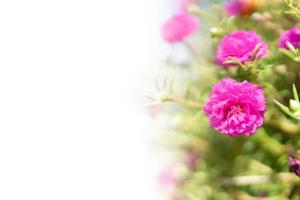 Closeup pink flower with white copy space on left photo