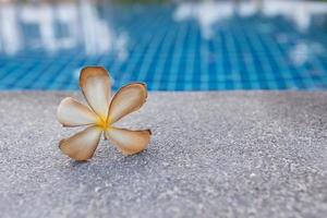 flor medio seca cerca de la piscina. foto
