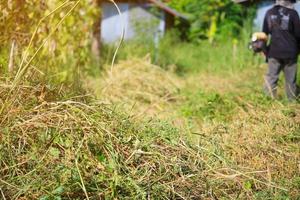 Worker Mowing the Grass photo