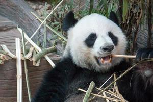 Hungry giant panda bear eating photo