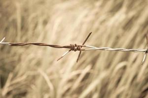 Barbed wire fence and green field closeup photo