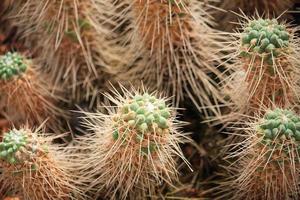 Close up cactus with long thorns photo