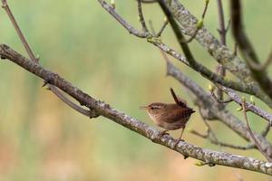 Tiny Wren perched in a tree in springtime
