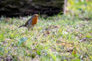 Robin mirando alerta en la hierba en un día de primavera foto