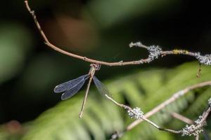 Willow Emerald Damselfly hanging from a branch photo