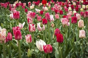 Mixed display of tulips flowering in a garden photo