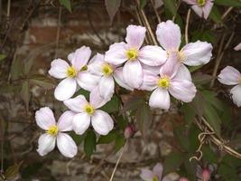 bonitas flores rosas de clemátide de montaña en un jardín foto