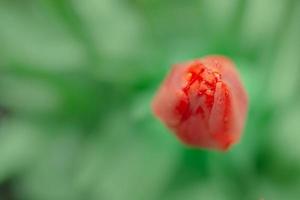 Red tulip with dew drops on the petals on a blurred green background. photo