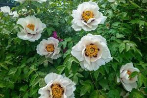 Tree peony. Luxurious flowering green bush. The flowers are white photo