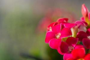 floración de kalanchoe, cultivo de flores en casa, hermosa foto. foto