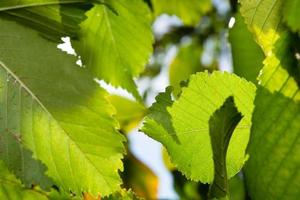 Hornbeam leaves against the sky. Summer day in the forest. photo