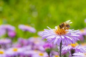 Close-up honey bee on a small aster flower. Summer garden