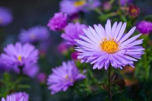 flores de verano en el jardín. pequeño primer plano de aster púrpura sobre un fondo oscuro en un día soleado. foto