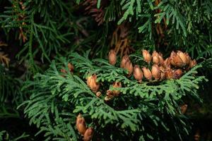Ripe thuja seeds on a green branch