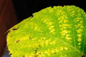 hoja verde con rayas claras y manchas azules. foto