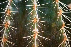 Close up cactus with long thorns photo