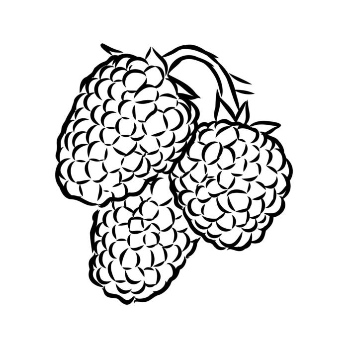 Raspberry Sketch Vector Art, Icons, and Graphics for Free Download