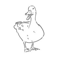 duck vector sketch