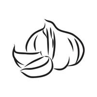 garlic vector sketch