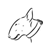 bull terrier vector sketch