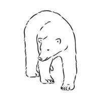 polar bear vector sketch