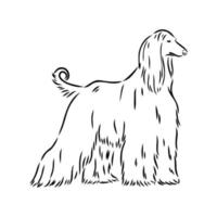 afghan hound vector sketch