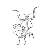 mantis vector sketch