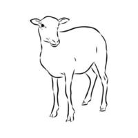 sheep vector sketch