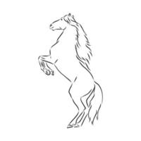 horse vector sketch