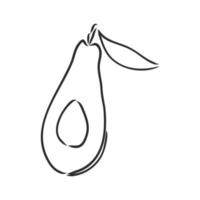 avocado vector sketch
