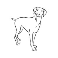 pointer dog vector sketch