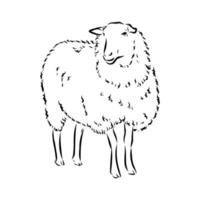 sheep vector sketch