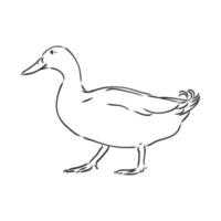 dibujo vectorial de pato vector