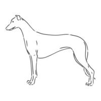 greyhound vector sketch