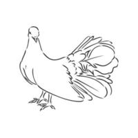 purebred pigeon vector sketch