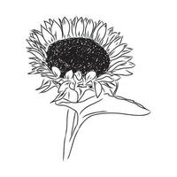 sunflower seeds vector sketch